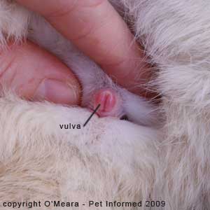Sexing rabbits - the vulva of the female rabbit is shaped like a vertical slit.