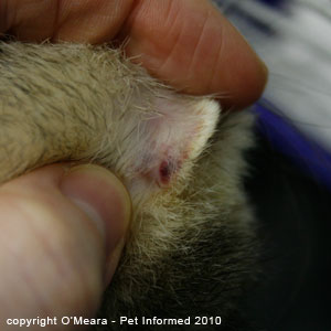 Female ferrets in season can develop estrogen toxicity and bone marrow suppression.