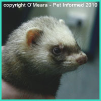 Ferrets are really easy to determine the sex of.