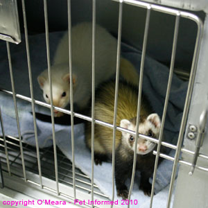 Sexing ferrets - male (white) and female (polecat) ferret images.