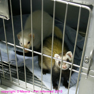 Sexing ferrets - male (white) and female (polecat) ferret images. Sexing ferrets - male (white) and female (polecat) ferret images.