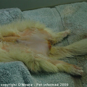 Sexing ferrets pictures - a male ferret. Sexing ferrets pictures - a male ferret.