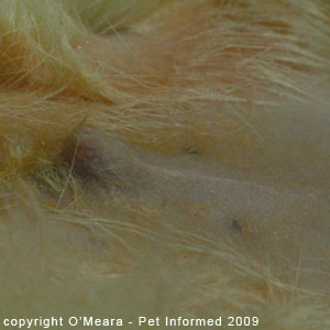 Sexing ferrets pictures - a male ferret. Sexing ferrets pictures - a male ferret.