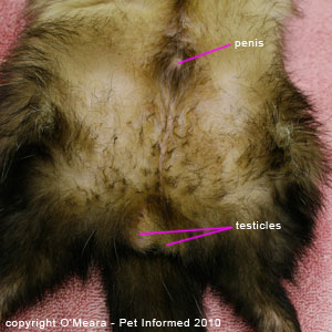 Ferret sexing images - a male ferret has a penis in the middle of its belly and testicles beneath its anus.