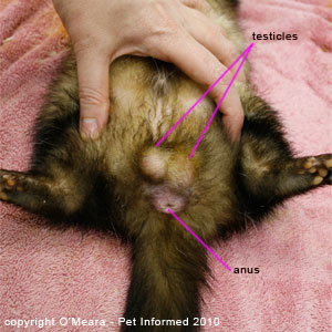 Ferret sexing pictures - a male ferret.
