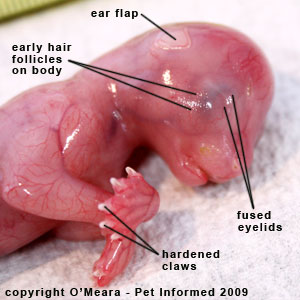 Stage of cat pregnancy - the head and trunk of the fetal kitten at 6 weeks. Stage of cat pregnancy - the head and trunk of the fetal kitten at 6 weeks.