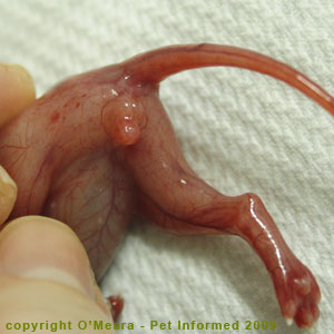 The breech and genitals of the 6.5 week fetal kitten. The breech and genitals of the 6.5 week fetal kitten.
