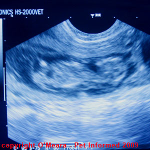 An ultrasound image of a puppy fetus.