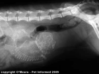 A radiograph of a pregnant dog.