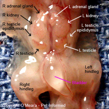 This is an image (picture photograph) of the fully-developed reproductive and urinary structures of a male kitten fetus (2nd trimester). This picture is a close-up view of the roof of the foetus's abdomen, showing the testes (testicles), kidneys, bladder and adrenal glands.
