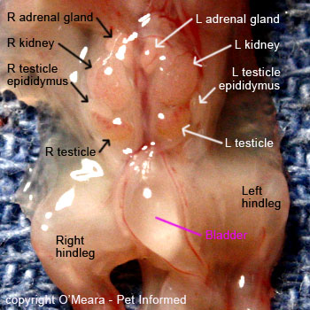 Small testicles after steroid cycle