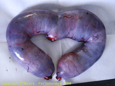 Stage of cat pregnancy - the pregnant uterus at 8 weeks gestation. Stage of cat pregnancy - the pregnant uterus at 8 weeks gestation.