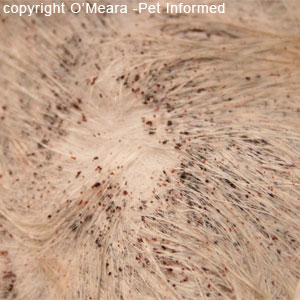 This flea picture shows the fur of a cat with a very severe flea infestation. The flea dirt is everywhere.