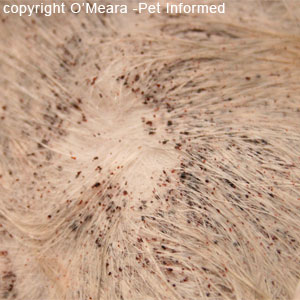 Flea Pictures - What do Fleas and Flea Infestations Look Like.