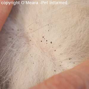 This flea picture shows the fur of a dog with a mild flea infestation. The flea dirt is sparse.