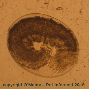 Flea egg containing flea larva