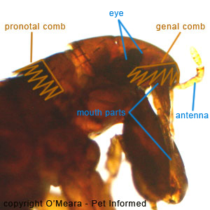 Fleas pictures - This is the head of the cat and dog flea, Ctenocephalides. The parts of the flea's head have been labeled.