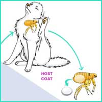 Flea Life Cycle 1 - The adult flea lays her eggs on the host animal