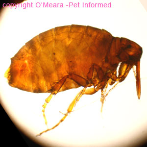Flea life cycle pictures - an adult stickfast flea.