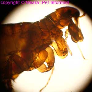 Flea pictures - the adult flea thorax.