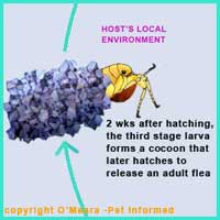 Flea Life Cycle 6 - The cocoon hatches and an adult flea comes out, looking for mates and a host animal to feed on.