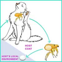  Flea Life Cycle 2 - The egg falls off the fur into the environment of the host animal.
