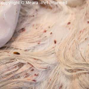 Flea life cycle images - An adult flea in the fur of a cat.
