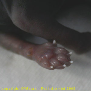 The foot of a fetal kitten at 8 weeks gestation. The foot of a fetal kitten at 8 weeks gestation.