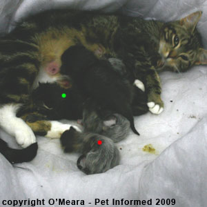 The foster kitten's head (red dot) is much smaller than the original kitten's head (green dot). The foster kitten's head (red dot) is much smaller than the original kitten's head (green dot).