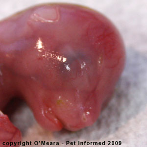 Stages of cat pregnancy - the five week fetus. Stages of cat pregnancy - the five week fetus.