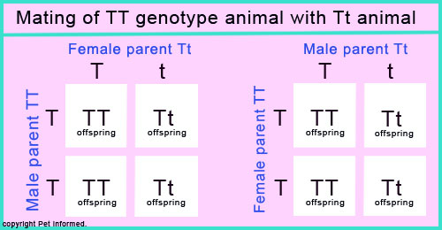 Square diagram showing the inheritance genetics of undescended testicle genes in canine puppies and feline kittens (dogs and cats).