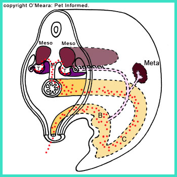 There is a pathway from the embryo yolk sac to the developing testes. Germ cells migrate up this path, lodge in the testicles and begin to produce sperm.