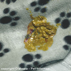 how do you treat coccidia in dogs at home