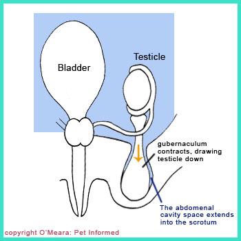 Testicle descent. The gubernaculums are contracting, dragging the testes from their places within the abdominal cavity, through their respective inguinal canals and into the scrotal sac.