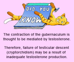 Cryptorchidism (undropped testes) may be a result of insufficient testicular testosterone production.