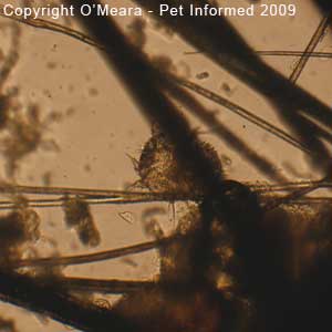 Guinea pig mites pictures - the guinea pig mange mite (Trixacarus caviae).