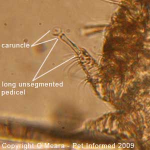 Guinea pig mites images - the leg of the guinea pig mange mite (Trixacarus caviae).