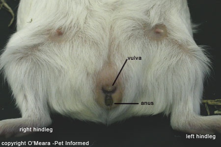 female guinea pig