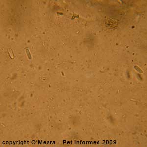 Fecal flotation parasite pictures - commensal organisms of the rabbit gut: Saccharomycopsis gutulatus.