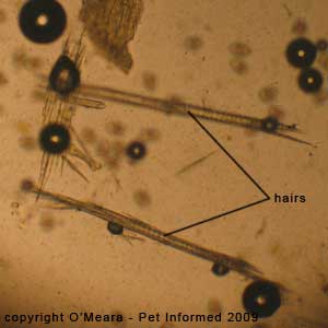 Fecal float parasite pictures - hairs.