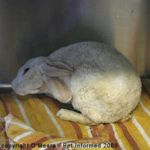 A rabbit with a head tilt (torticollis) as a result of a bacterial ear infection.
