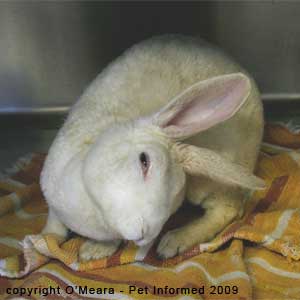 Ear mites in rabbits - a rabbit with a head tilt due to a rabbit ear infection.