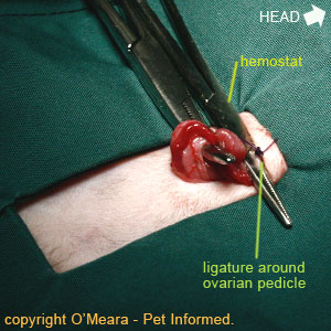The ligature has been placed around the ovary pedicle during the cat spaying procedure and the long suture ends have been trimmed away.