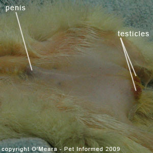Sexing ferrets pictures - a male ferret. Sexing ferrets pictures - a male ferret.
