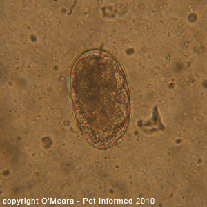 Dog hookworm eggs or ova seen on a fecal flotation exam.