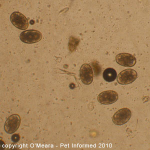 A fecal float picture of canine hookworm eggs.