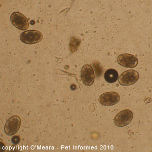 A fecal float picture of canine hookworm eggs. A fecal float picture of canine hookworm eggs.