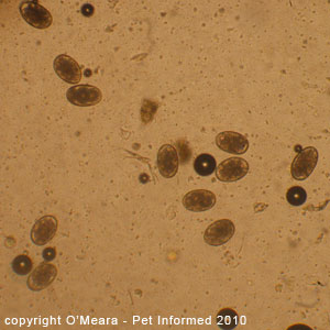 A picture of canine hookworm eggs.
