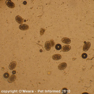 A picture of canine hookworm eggs. A picture of canine hookworm eggs.