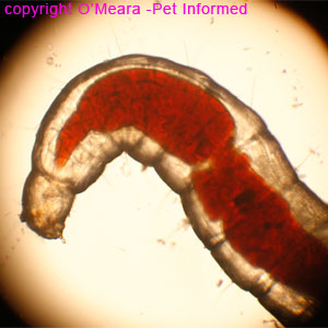 Fleas pictures - a closer view of the flea larva. The bright red stomach is more clearly visible.